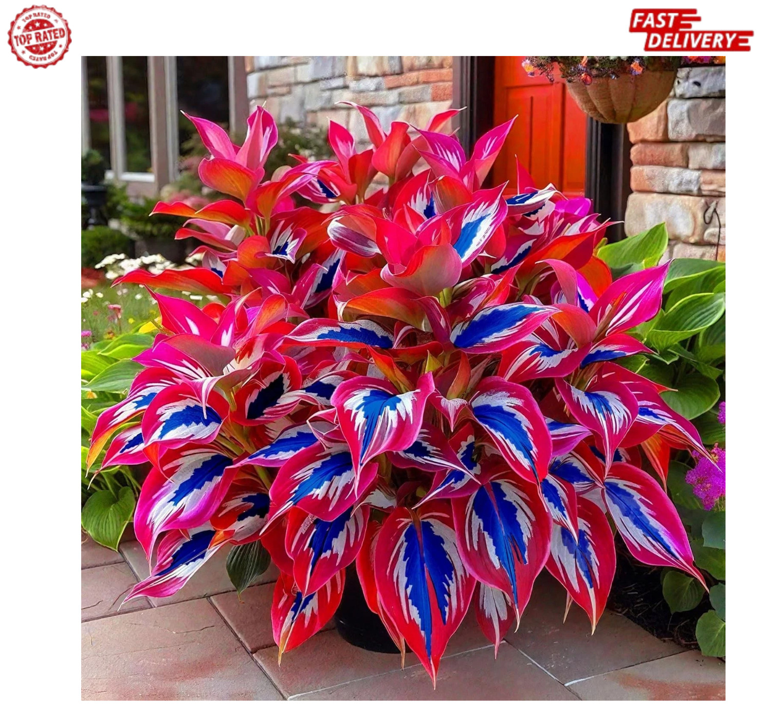 Hosta Seeds – 100 Rare White& Red Hosta with Blue Variations – Perennial Plants