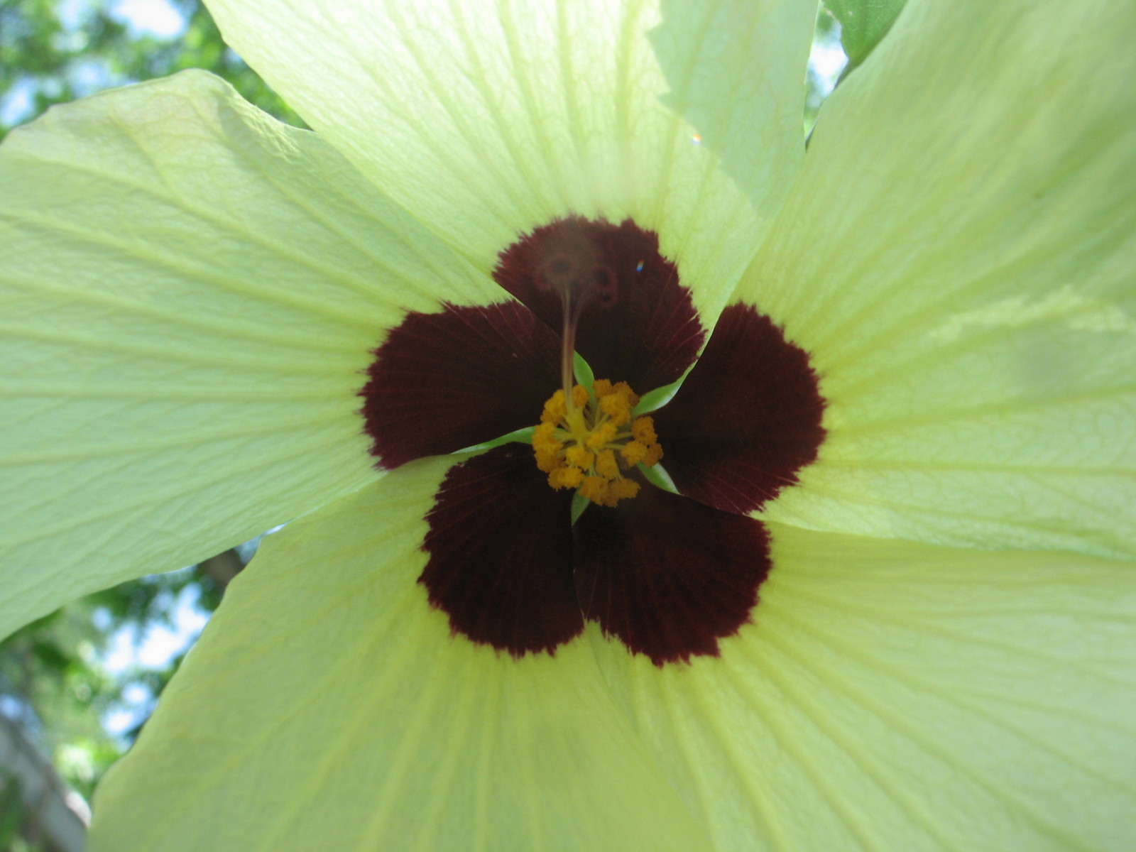 Hibiscus calyphyllus Lemon Yellow Rosemallow 10 seeds