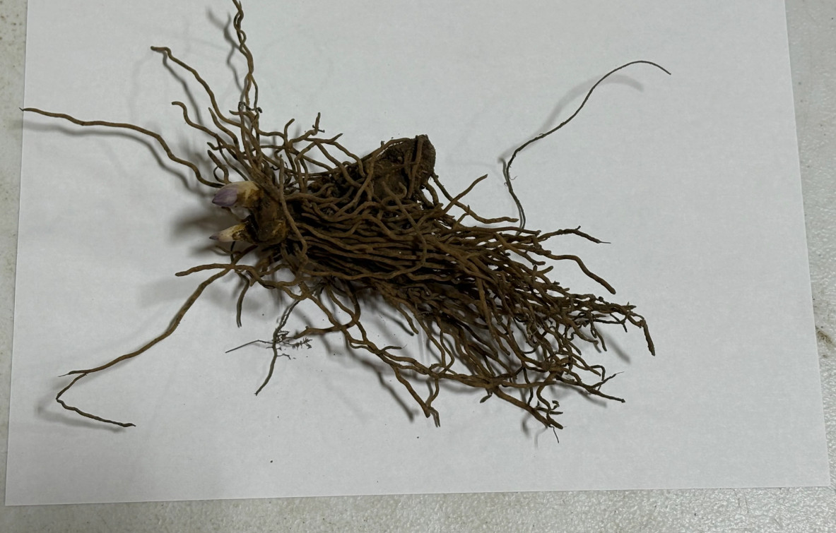 Black Cohosh – 5 Live Root Systems – No Ship to AK, HI & P.R.