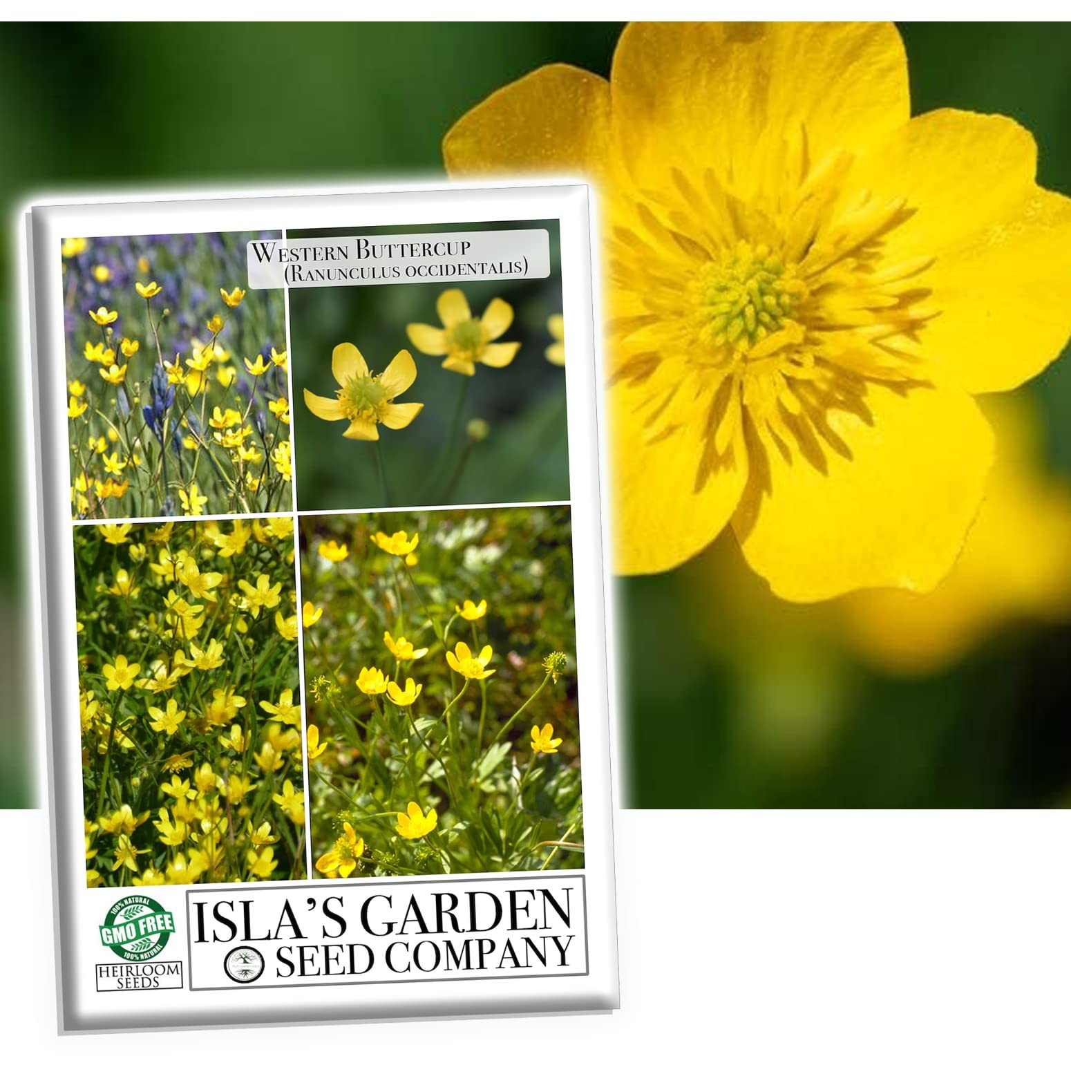 Western Buttercup Seeds (Ranunculus occidentalis) – 250+ Non-GMO & Yellow