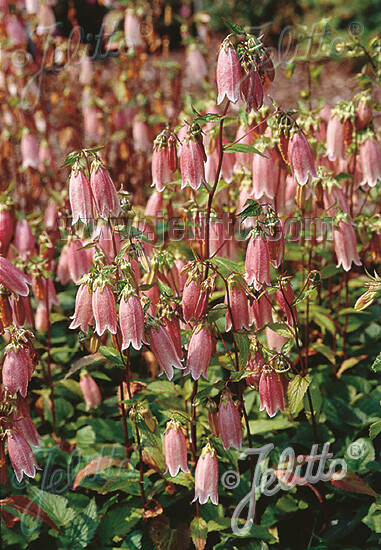 Campanula punctata Rubriflora 500 seeds