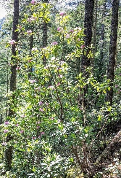 Rhododendron macrophyllum | Coast Rhododendron | California Rose-Bay | 25 Seeds