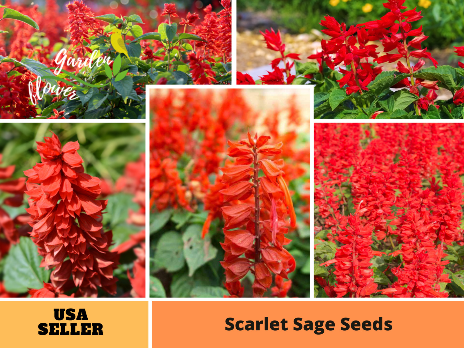 110 seeds| Red Scarlet sage (Salvia coccinea) seeds #6007