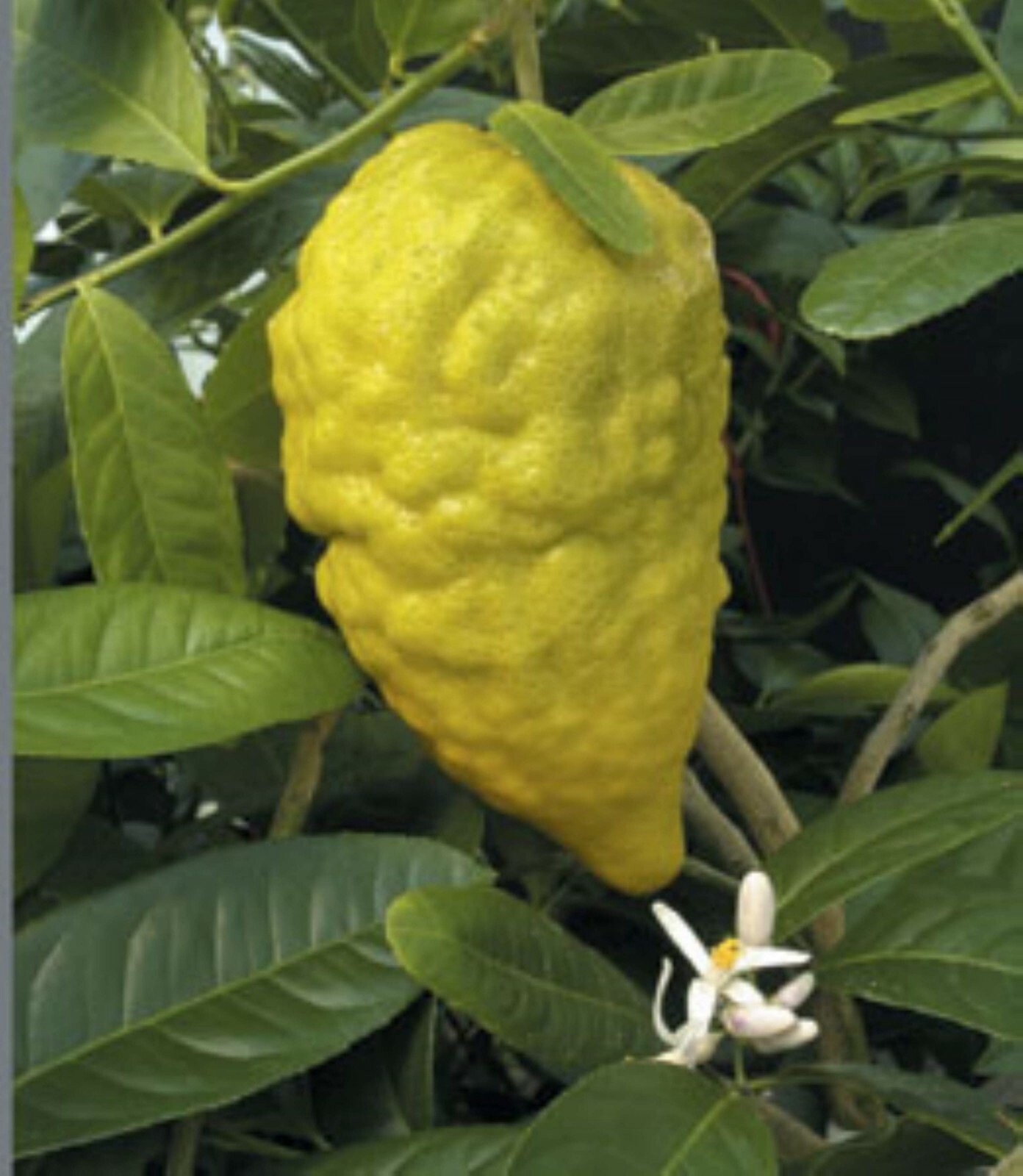 Etrog Citron Tree, 2.5 inch pot, No Ship Az, Ca, Fl, La, Tx, Hi, Ak