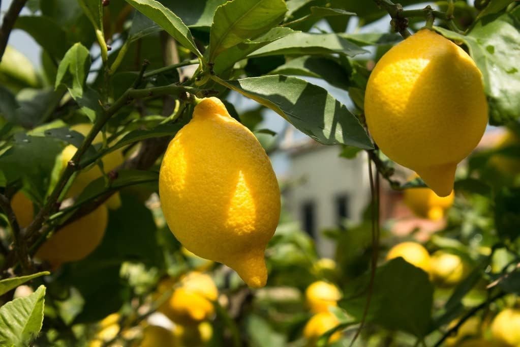 Grow 30 Organic Lemon Seeds – High Survival Rate for Air Purifying Home Gardens