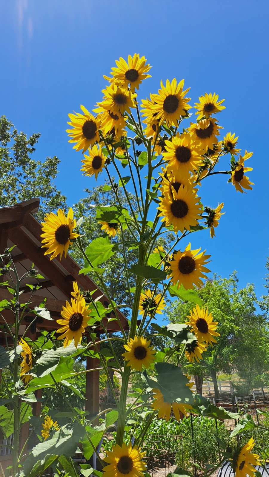 Lot of 8 Dried Sunflower Heads 2-3″ for Pets Birds Crafts Etc Pesticide Free