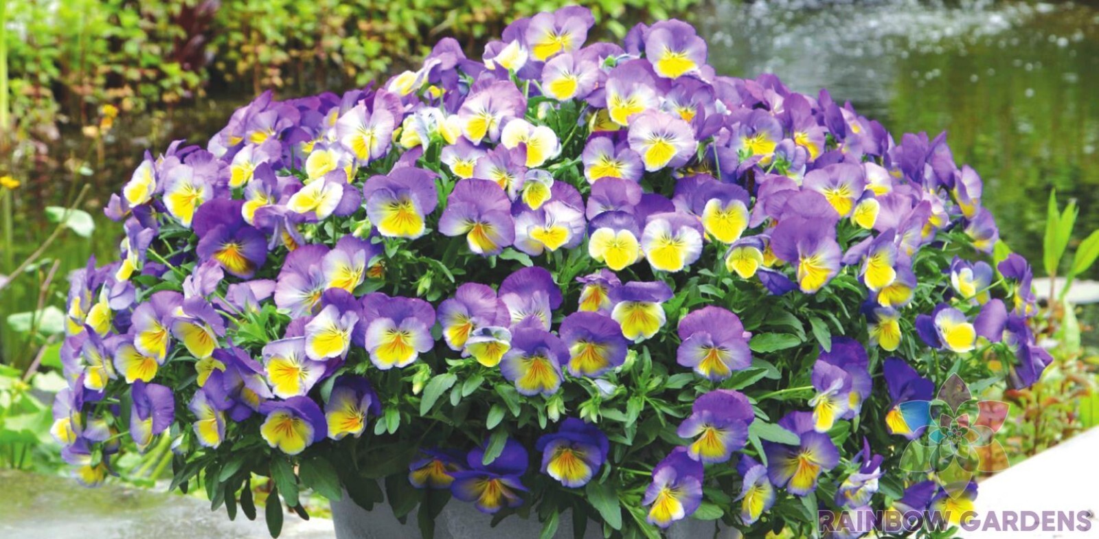 200+ Cool Wave Morpho Pansy (Viola) Seeds for Garden – USA – FREE SHIPPING!
