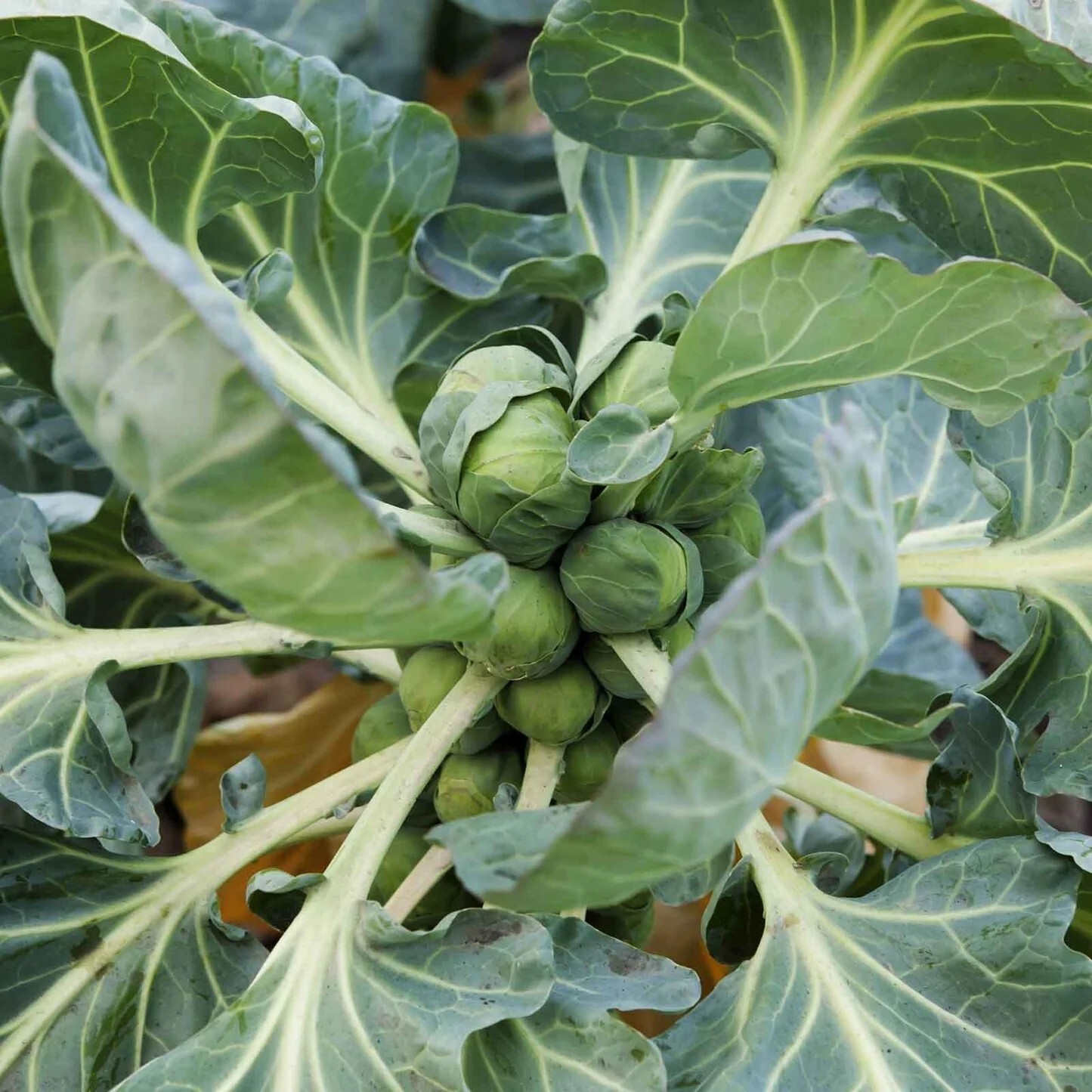 200+ Long Island Improved Brussels Sprouts Seeds, NON-GMO, ORGANIC, HEIRLOOM #8