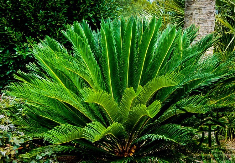 10 King Sago Palm Seeds (Cycas Revoluta) Rare Tropical Prehistoric Cycad Hardy-8