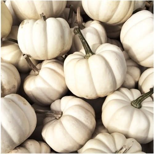Baby Boo Pumpkin Seeds For Planting (Cucurbita pepo)