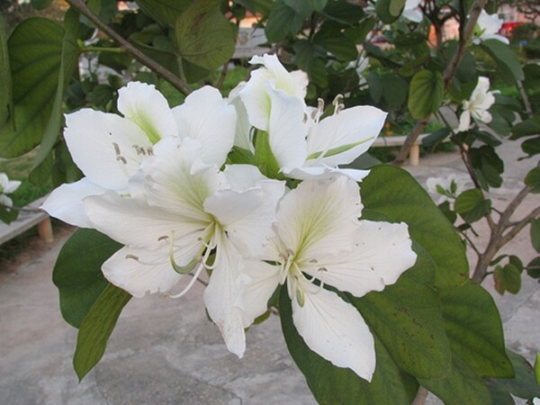 Bauhinia Alba 7 Seeds, Fragrant Flowering White Orchid Tree Camel’s Foot