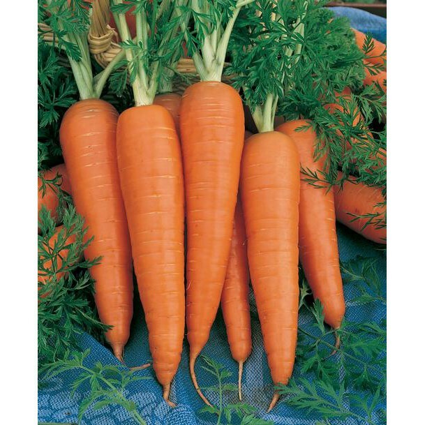 300 DANVERS CARROT SEEDS ~ heirloomseedguy ~ 2026 ~ NON-GMO