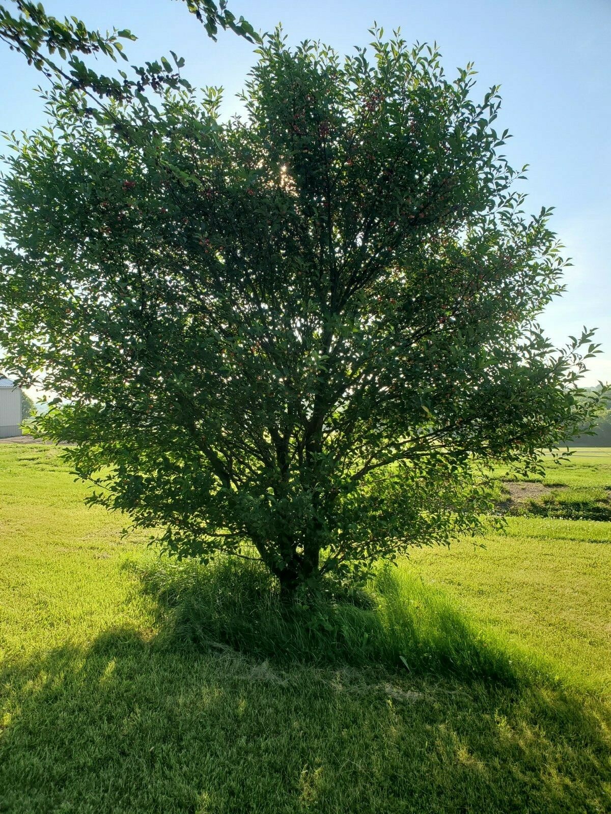 Cherry Tree Seeds |Montmorency Sour Cherry NON-GMO | Missouri Orchard | 30 seeds