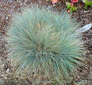 Festuca Elijah Blue 1,000 seeds