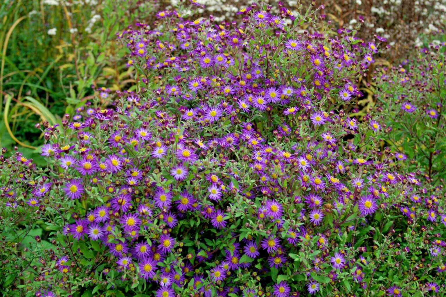 100+PRAIRIE ASTER Seeds Perennial Native Wildflower Summer Fall Garden Container