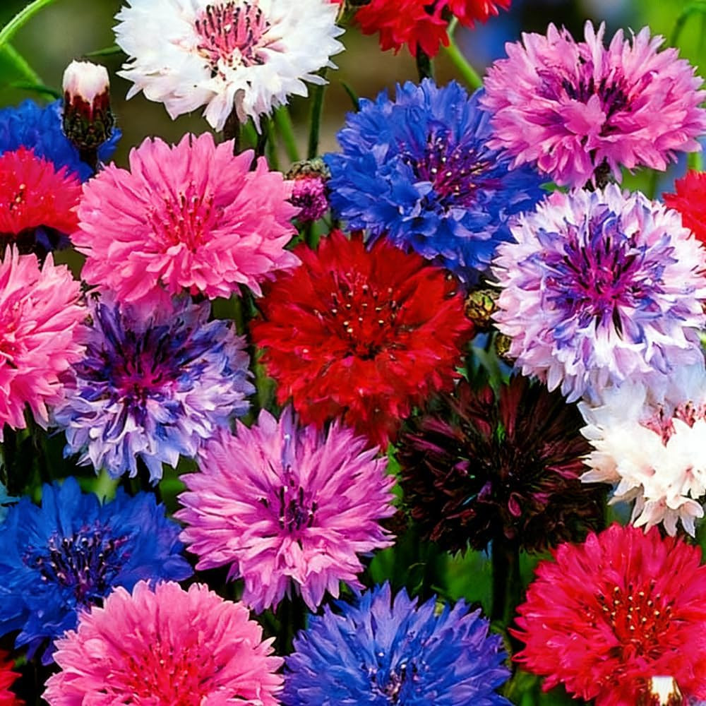 Perennial Cornflower Seeds Mix For Planting Colorful Non GMO Plant Home Garden