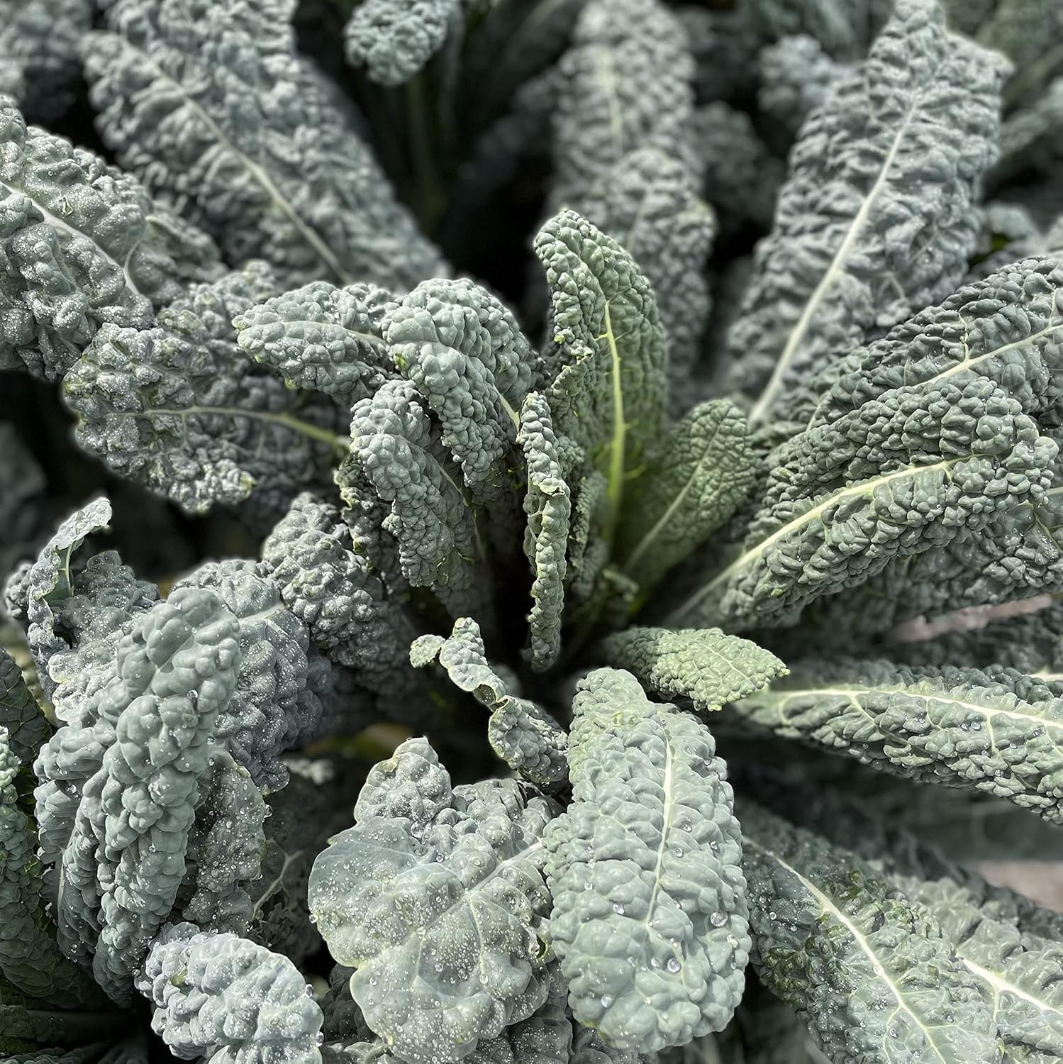 Sereniseed Certified Organic Leafy Greens Lettuce Seeds Collection (10-Pack)