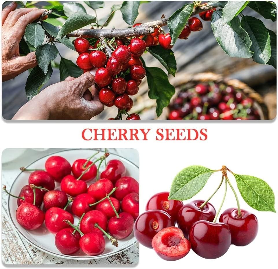 200+ Mix Dwarf Bonsai Fruit Tree Seeds for Planting, 4 Variety Individual Packs,