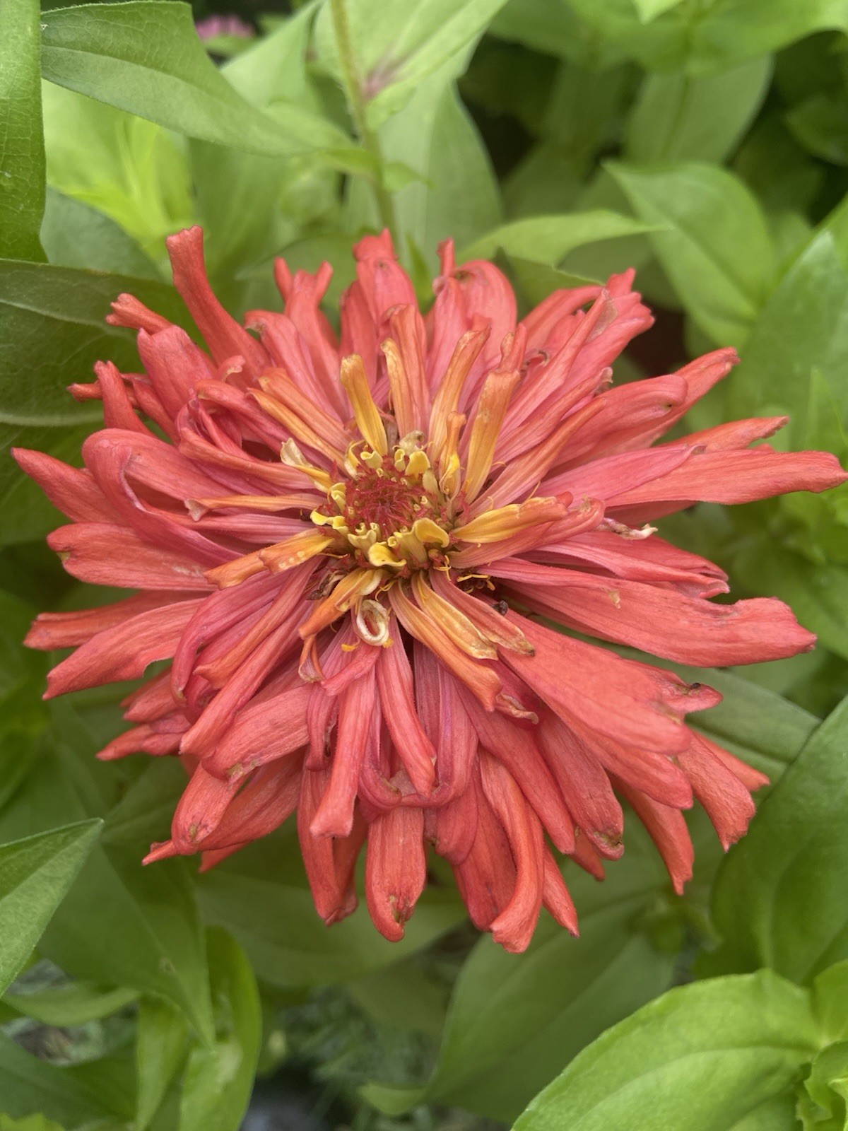 CACTUS ZINNIA – 30 Fresh Seeds – Mixed Colors – GORGEOUS Blooms!! FREE Shipping