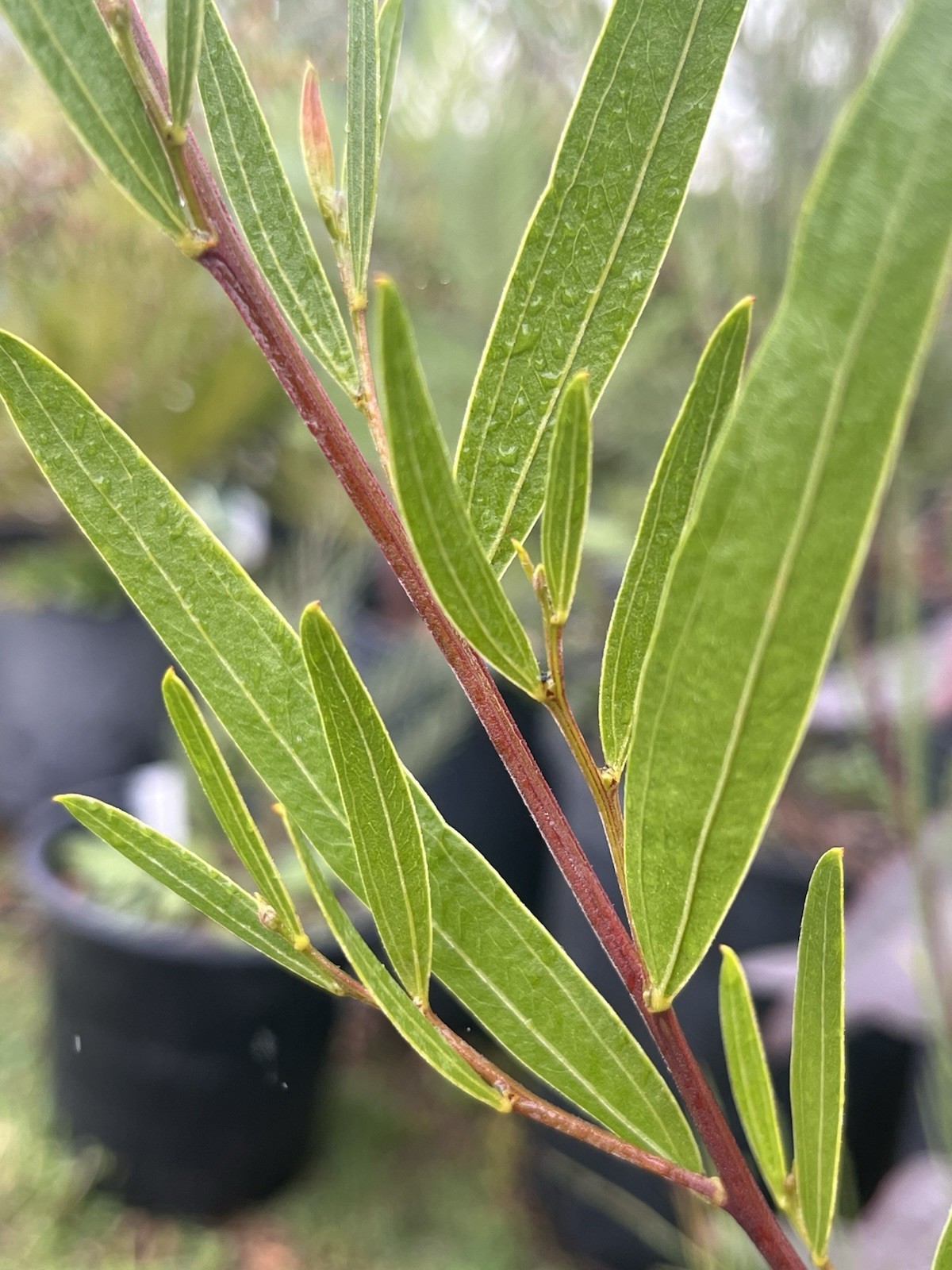 Seeds Of 100+ Acacia Species