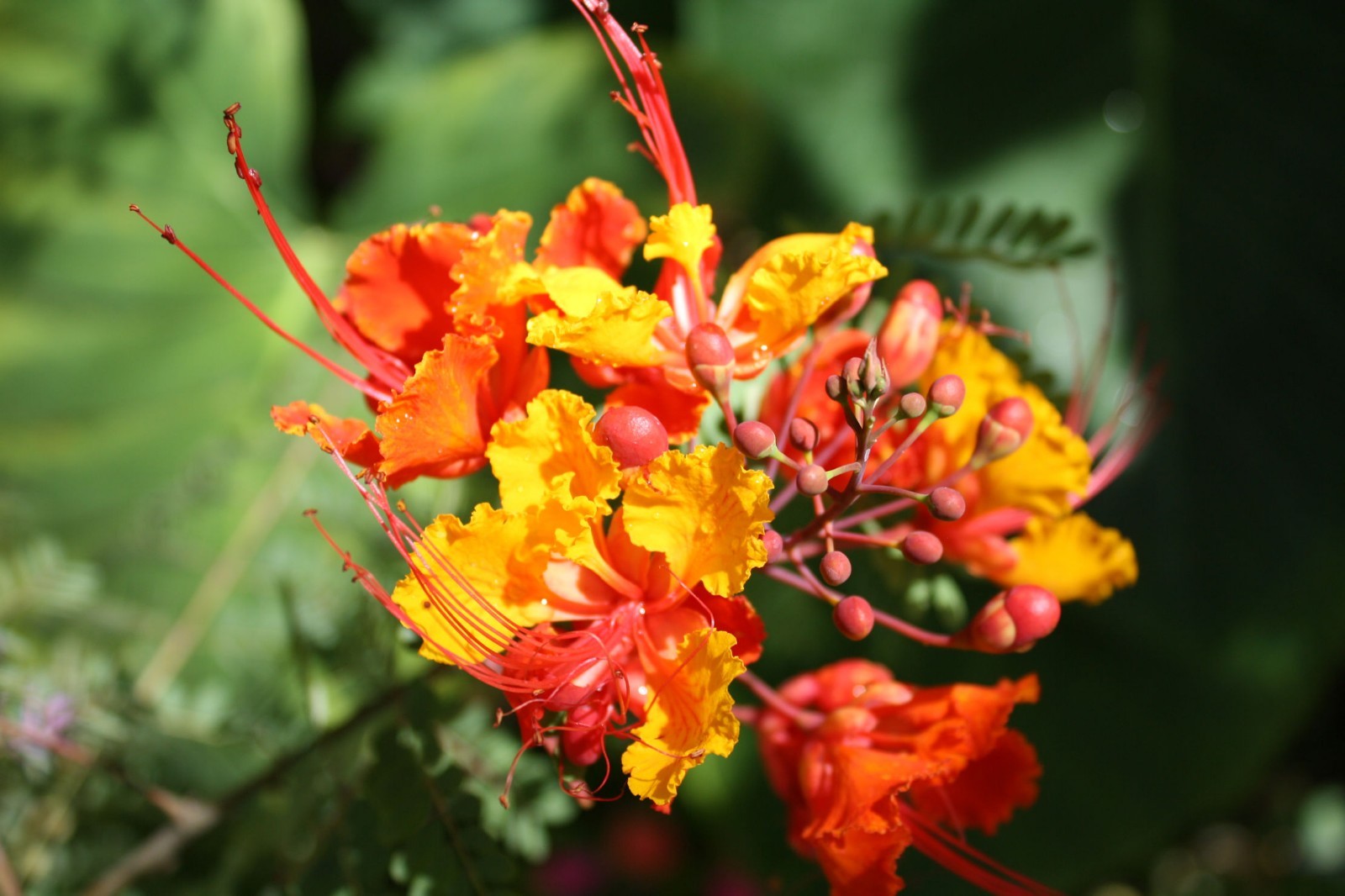 Tropical Seeds – Dwarf Poinciana 10 Heirloom Seeds-Caesalpinia pulcherrima