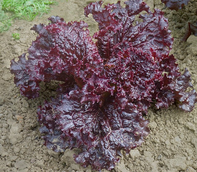 1000+ FLAME LETTUCE SEED — LEAF LETTUCE — HEIRLOOM — ORGANIC ———– RARE