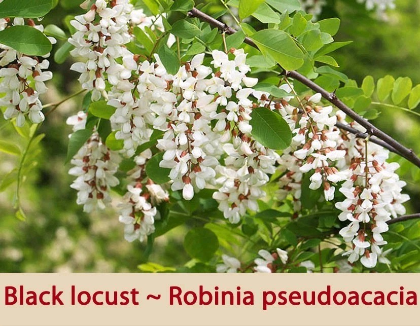Black Locust Seeds ~250 seeds (Robinia pseudoacacia) Nitrogen Fixer, Wildharvest