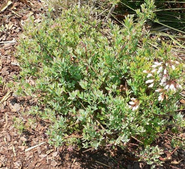 Vaccinium myrsinites | Florida Evergreen Blueberry | Shiny Blueberry | 20 Seeds