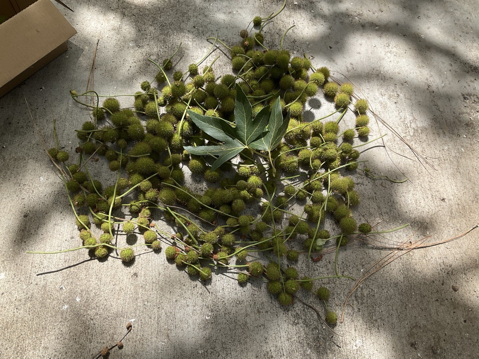 American sycamore seeds pods