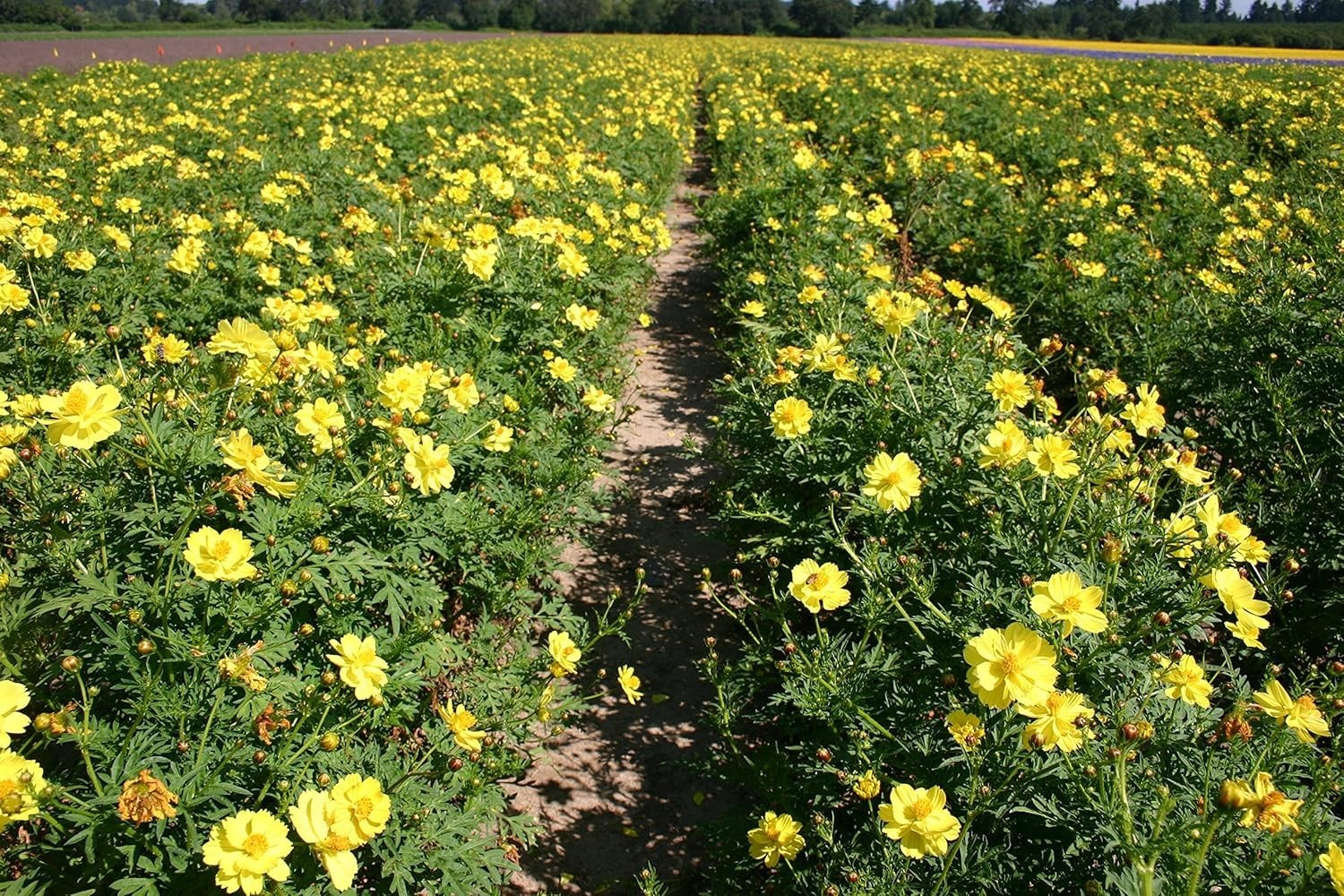 Lemon Yellow Sulphur Dwarf Cosmos Flower Seeds for Planting, 100+ Heirloom Se…