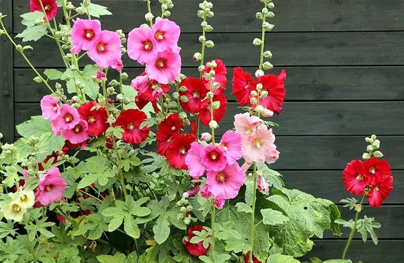 Seeds Hollyhock Seed Mix Malva 30+ Seeds for Planting Showy Perennial Flower …
