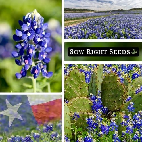 Texas Bluebonnet Flower Seeds Non-GMO Heirloom Perennial Attracts Pollinators