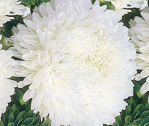 ASTER PAEONY DUCHESS WHITE Callistephus Chinensis – 100 Bulk Seeds