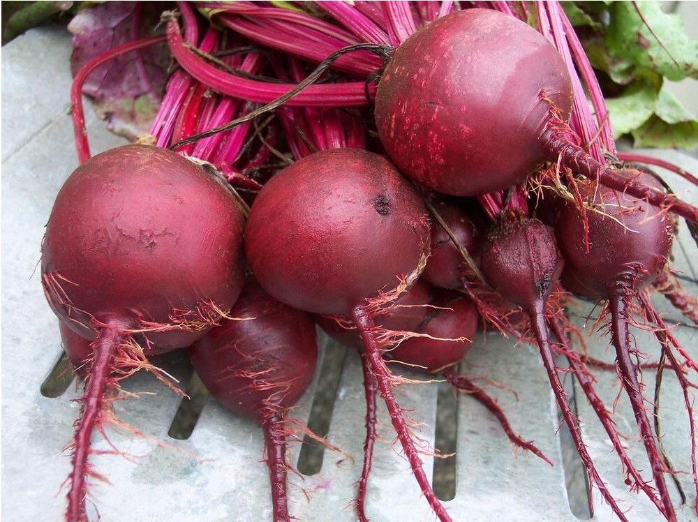 DETROIT DARK RED BEET 200 SEEDS FRESH FOR 2024 GARDENS