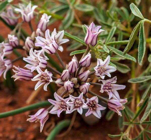 Allium macropetalum | Desert Onion Lily | Largeflower Wild Onion | 10 Seeds