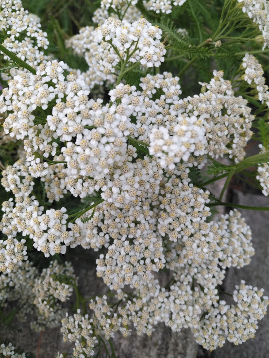 1000 White Common Yarrow Herb Seeds, Achillea millefolium Good for Lawn & Turf