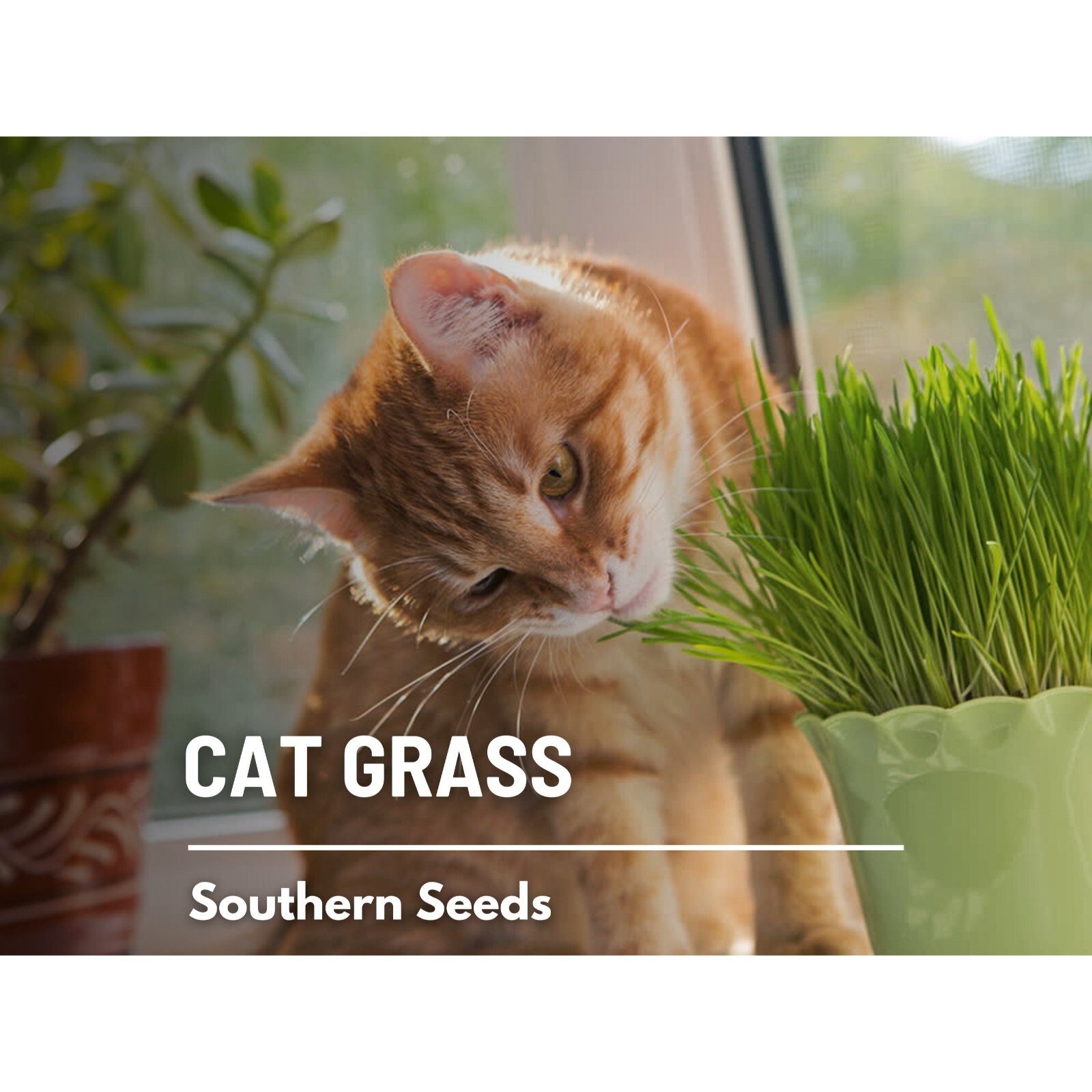 Cat Grass – 50 Seeds – Heirloom Ornamental Grass, Cat’s Favorite, Cereal Barley