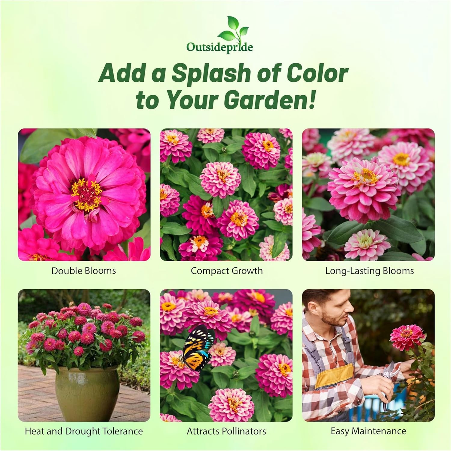 50 Seeds Zinnia Marylandica Zahara Double Raspberry Ripple Flower Seeds