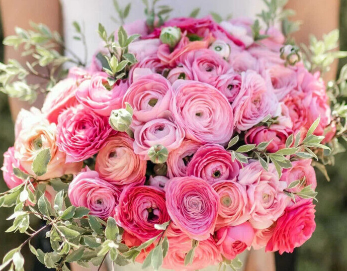 Ranunculus PINK 15 Bulbs Persian Buttercup Peony Rose 7+ Corms Wedding Flowers