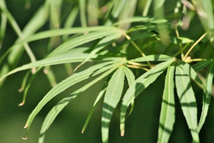15 SHINOBUSA OKA JAPANESE MAPLE SEEDS – Acer palmatum