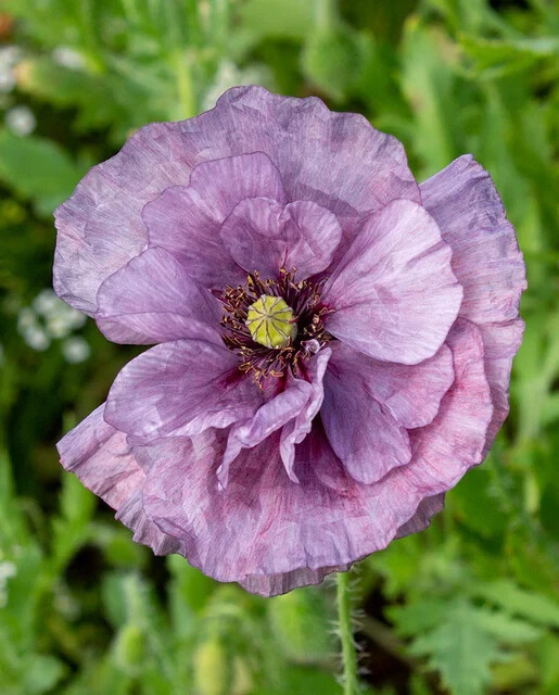 Poppy Shirley Amazing Grey -15 Seeds -Smoky Shades, Great Cut Flower – P. Rhoeas