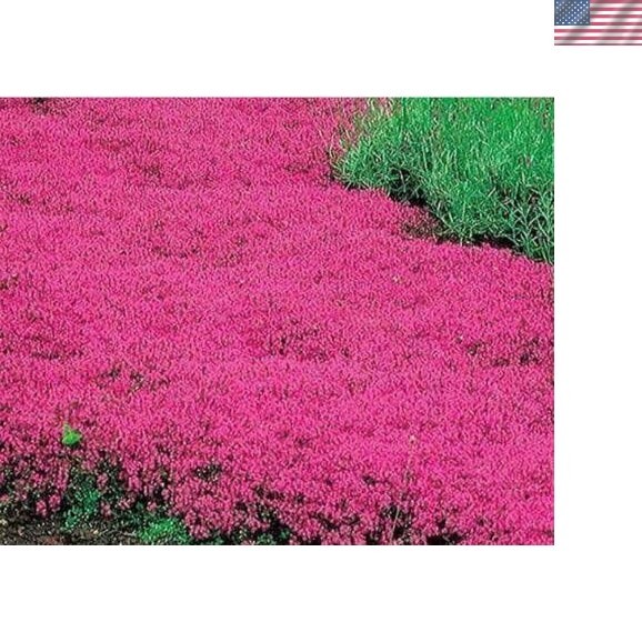 Eco-Friendly Red Creeping Thyme Seeds – Hardy Perennials for Sunlit Spaces