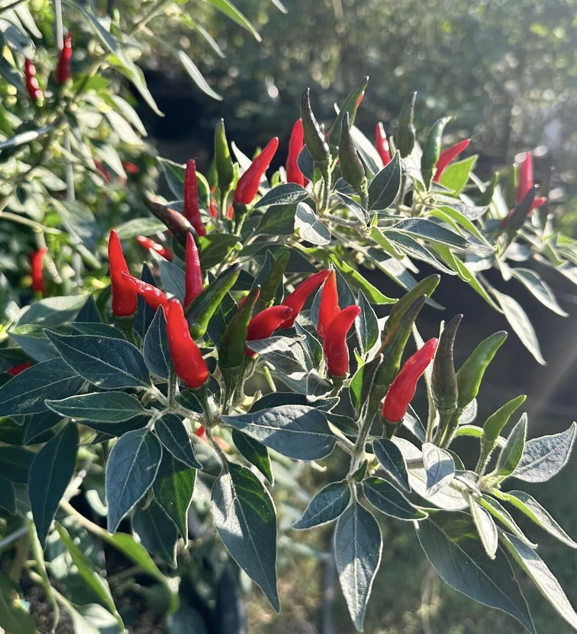 Super Hot Black Cobra Chili Pepper – 25 Seeds 2024 – USA