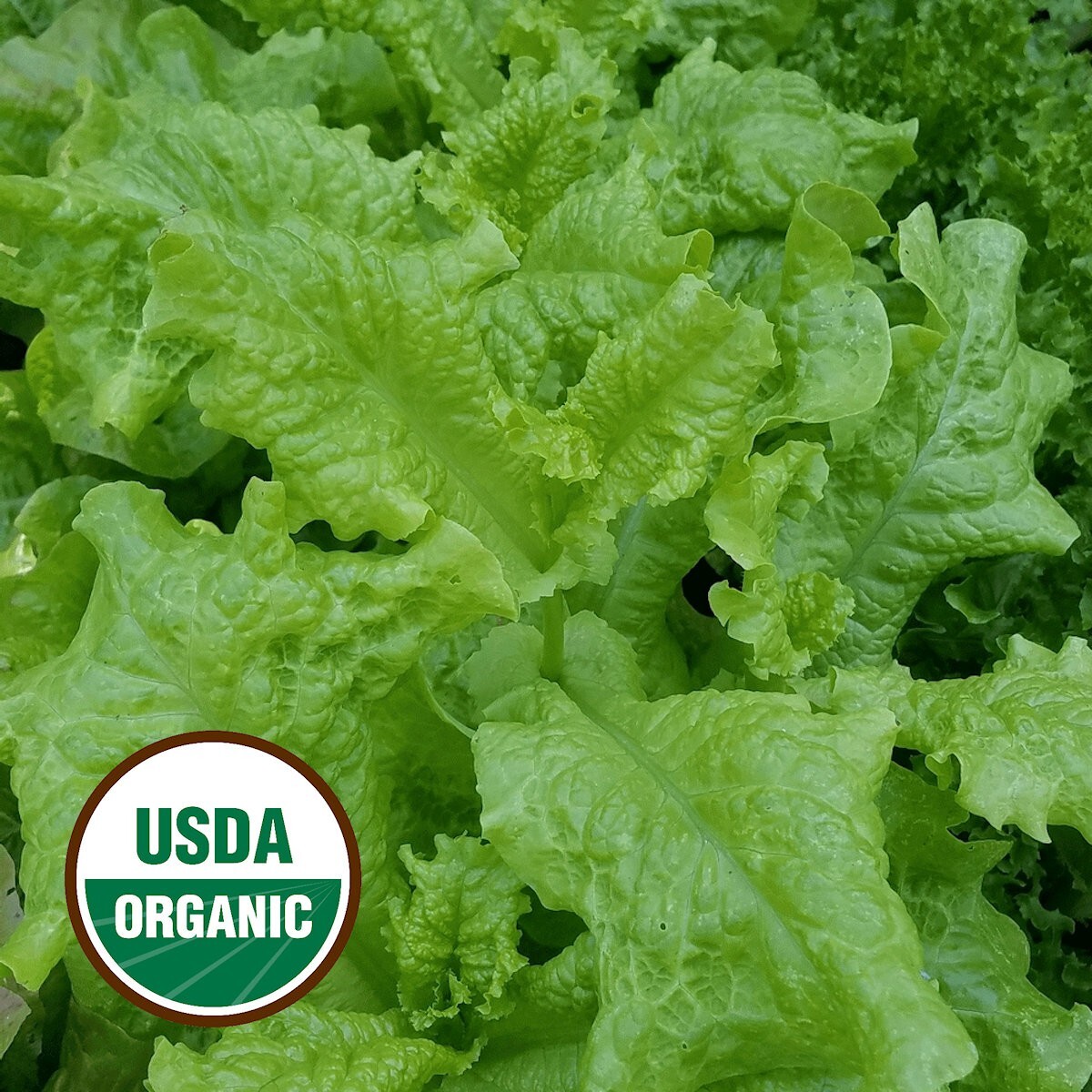 500 Organic Black Seeded Simpson Leaf Lettuce Seeds – Everwilde Farms Mylar