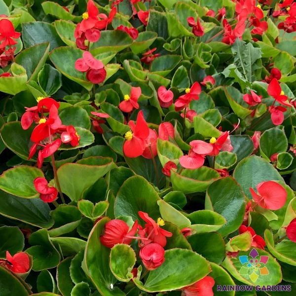 25+ Red with Green Begonia Seeds for Garden Planting – USA – FREE SHIPPING!
