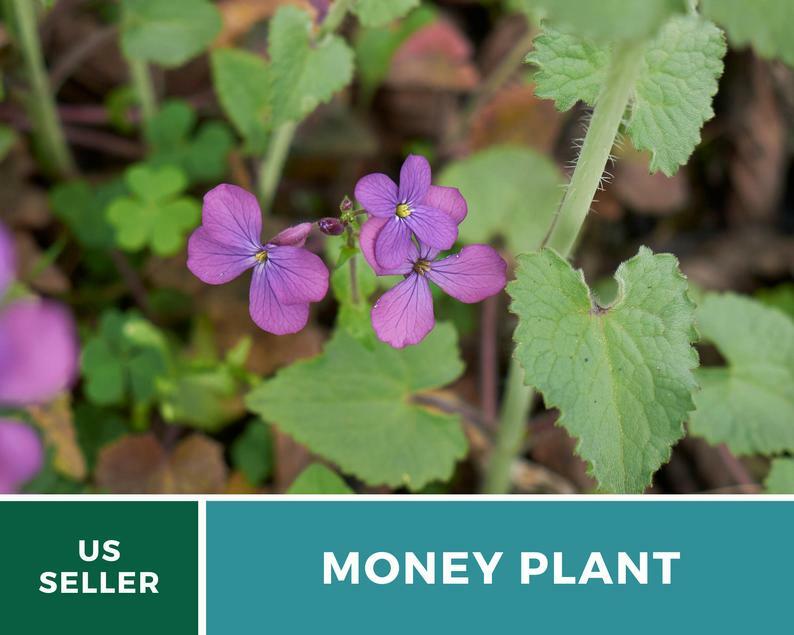 Money Plant – Annual Honesty – 20 Seeds – Natural Air Purifier – Fragrant Flower