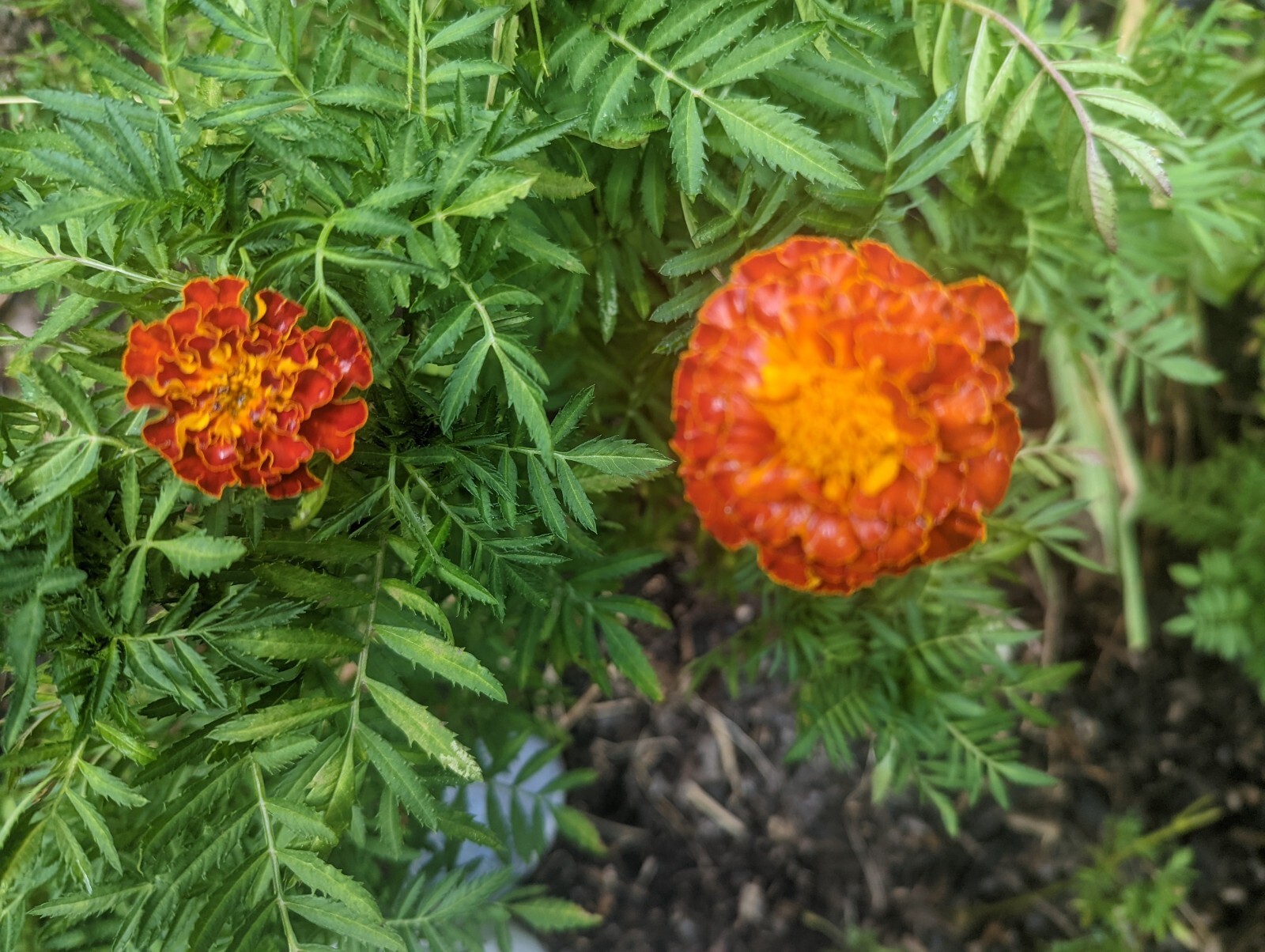 marigold flowers seeds USA 100 seeds per package