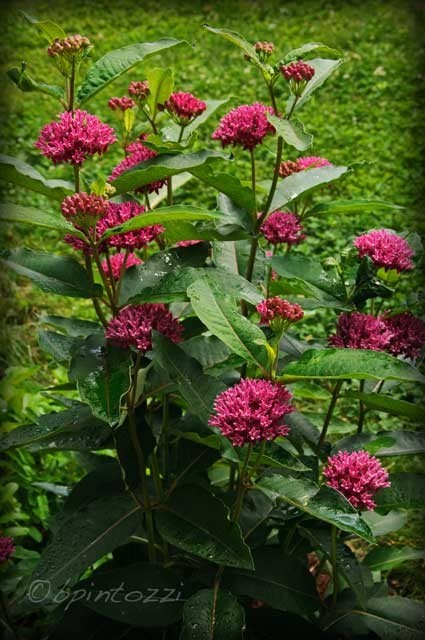 Asclepias purpurascens Purple Milkweed 25 seeds