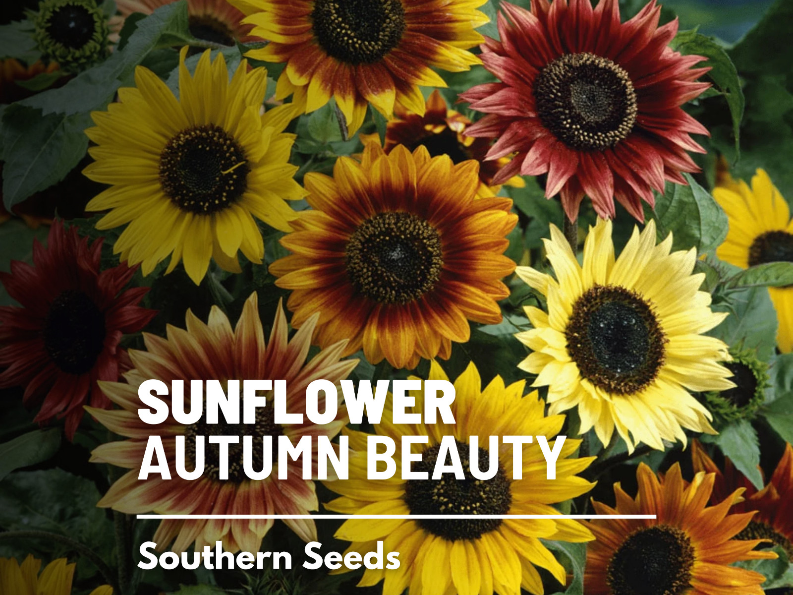 Sunflower, Autumn Beauty – 25 Seeds – Fall Colors – Medicinal/Culinary – NonGMO