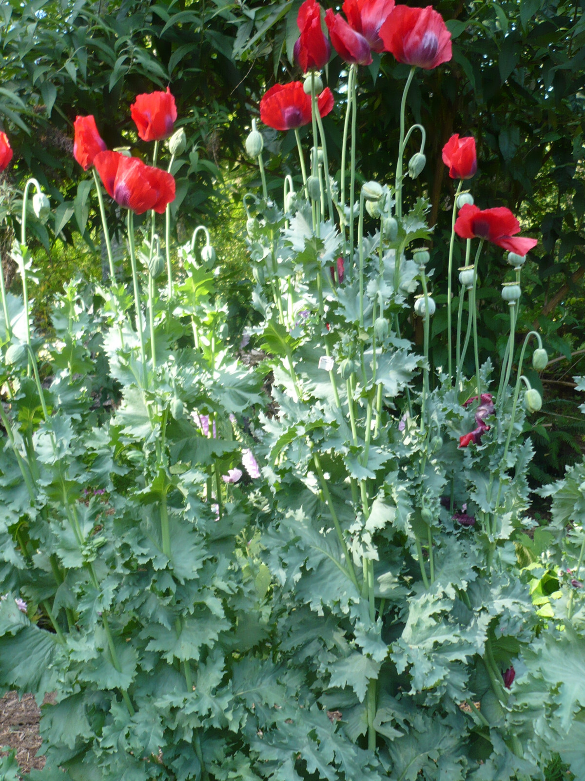 Garden Mix Poppy Papaver S Seeds Huge Variety 5000+ *Shelley aka PoppyQueen👑